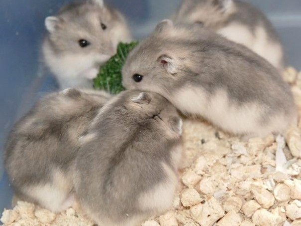 Породы хомяков | ЗооТом - продажа, вязка и услуги для животных в Сясьстрое