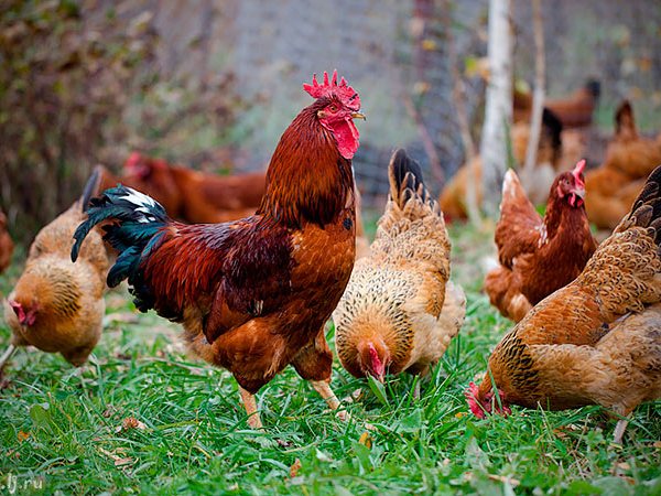 Породы куриц | ЗооТом - продажа, вязка и услуги для животных в Сясьстрое