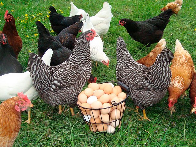 Содержание кур и уход за ними | ЗооТом - продажа, вязка и услуги для животных в Сясьстрое