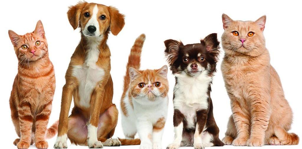 Доска объявлений о животных | ЗооТом - продажа, вязка и услуги для животных в Сясьстрое