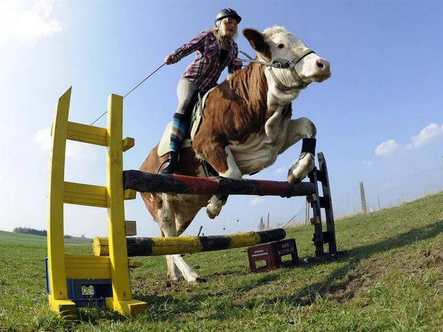 Статьи о коровах в Сясьстрое | ЗооТом портал о животных