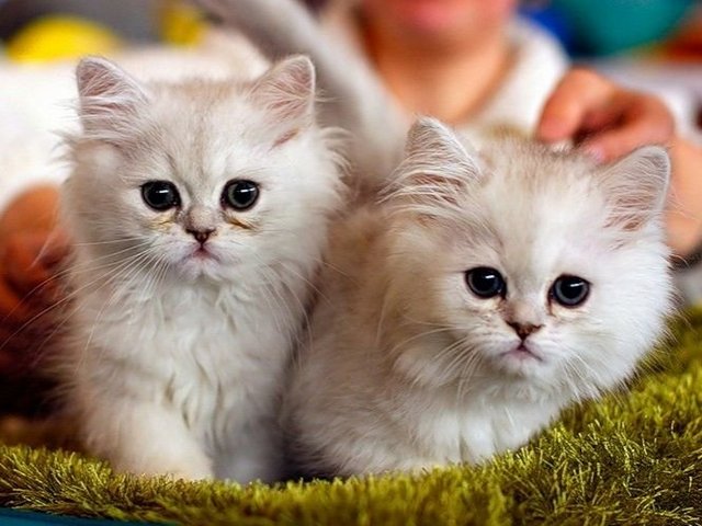 Породы кошек в Сясьстрое | ЗооТом портал о животных