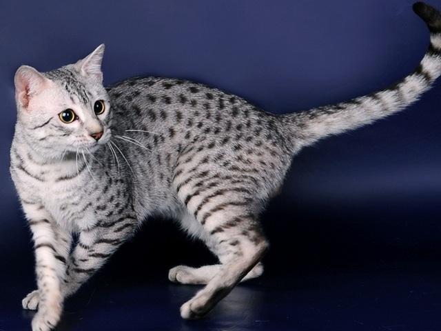 Породы кошек в Сясьстрое | ЗооТом портал о животных