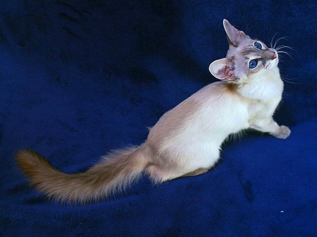 Выведенные породы кошек в Сясьстрое | ЗооТом портал о животных