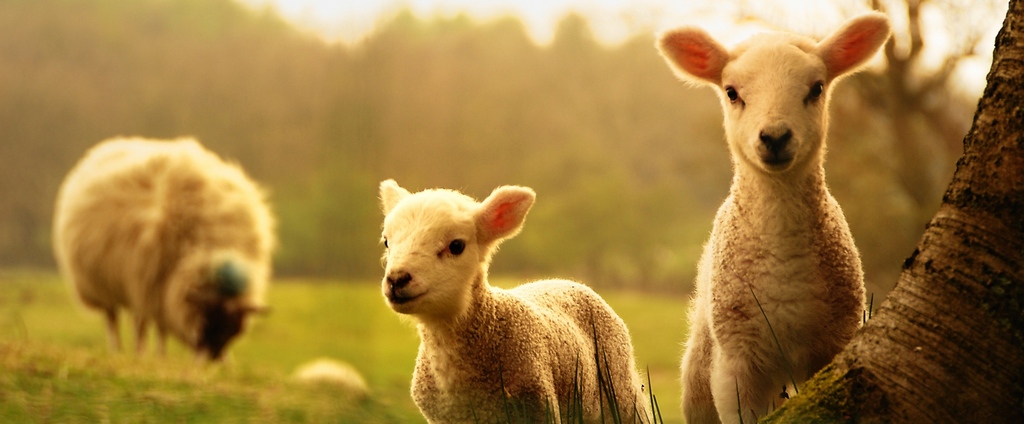 Объявления о сельскохозяйственных животных | ЗооТом - продажа, вязка и услуги для животных в Сясьстрое