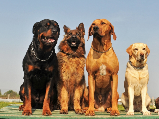 Крупные породы собак в Сясьстрое | ЗооТом портал о животных