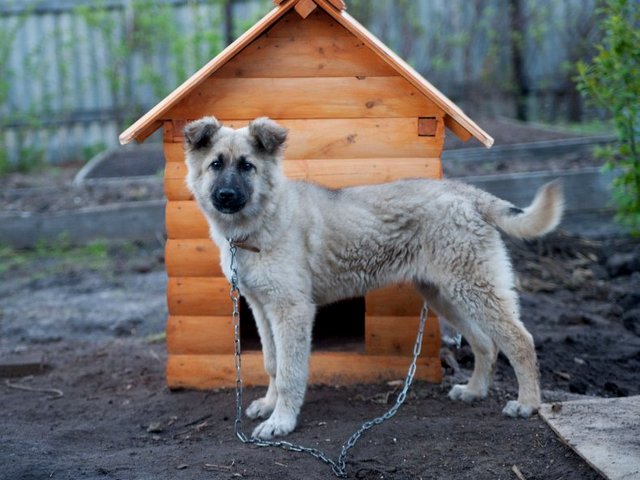 Все о собаках в Сясьстрое Все о собаках в Сясьстрое